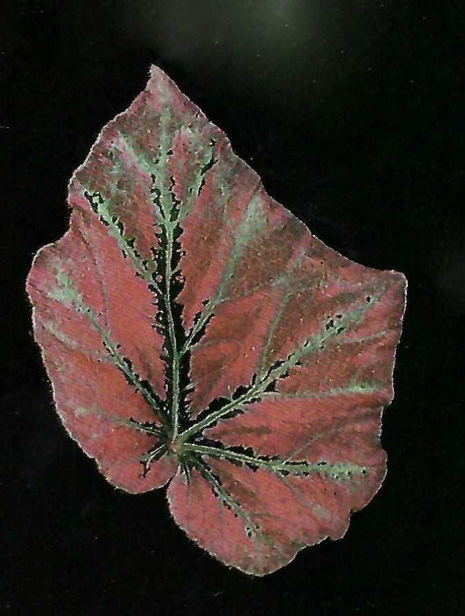 B. ‘Crimson Waves’